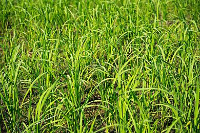 传言称顽皮狗下一款游戏作品将会拥有极高自由度